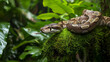 © Banu - close up of boa constrictor rests on a branch in a dense rainforest
