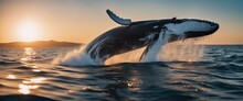 Big Whale With Pointed Fins Skipping In Blue Ocean Water With Foam, Sunset 
