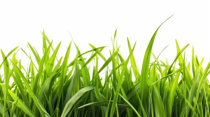 Poster - A close up view of a bunch of green grass. Perfect for nature or landscape themes