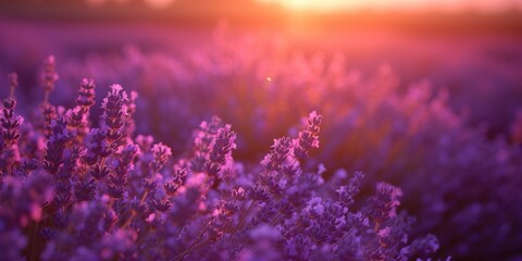 Canvas Print - A beautiful field of purple flowers with the sun setting in the background. Perfect for nature and landscape themes