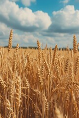 Aufkleber - A picture of a vast field of wheat with a clear blue sky in the background. Perfect for agricultural or nature-themed projects