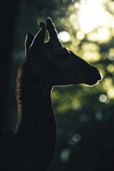 Aufkleber - A giraffe standing in front of a forest. Great for nature and wildlife themes