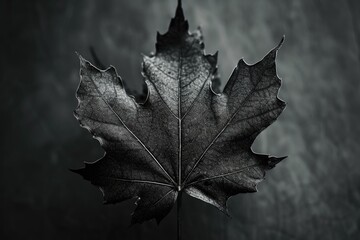 Poster - A black and white photo of a leaf. Suitable for various uses
