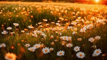 Spring Daisy Flowers In Meadow.
