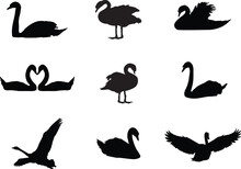 A Vector Collection Of Swans For Artwork Compositions