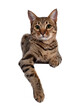 © Nynke - Beautiful golden brown spotted young adult cat, laying down facing front. Looking beside camera with big eyes. Isolated cutout on transparent background. Paws hanging down from over edge.