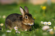 beautiful rex rabbit eating flowers on a meadow