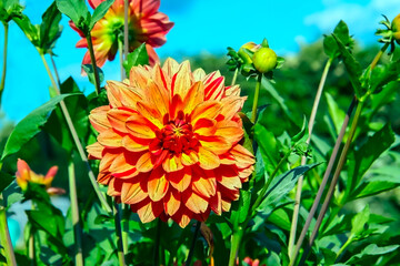 Orange flower surrounded by leaves against a vibrant blue sky