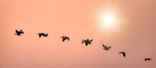 Migration Of A Flock Of Egyptian Goose In Flight At Sunset