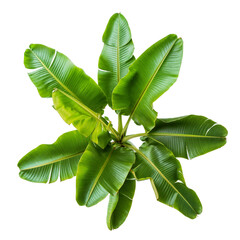 Poster - top view banana plant transparent background