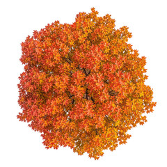 Wall Mural - top view autumn tree PNG transparent background