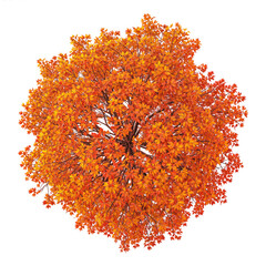 Wall Mural - top view autumn tree PNG transparent background