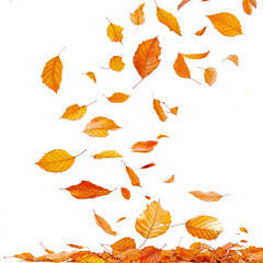 Wall Mural - autumn tree branch with falling leaves png transparent background
