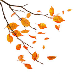Wall Mural - autumn tree branch with falling leaves PNG transparent background