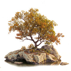 Wall Mural - autumn tree on big rock stone png transparent background