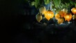 © Damen - physalis glowing background