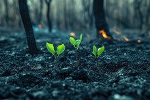 Young Green Saplings In A Burnt Forest Signify Hope And Resilience In A Recovery Environment For Conservation And Sustainability