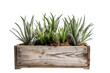 Rustic Wooden Crate Planter on Transparent Background, PNG, Generative Ai