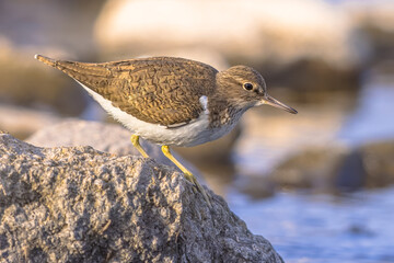 Poster - Common sandpiper during migration on Lesbos