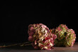 Mazzo di ortensie isolate su fondo scuro con fiori rosa e verde pallido; primo piano dei fiori recisi tra luci e ombre
