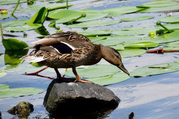 duck in the pond