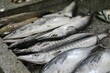 © Christian - fish market - Barka, Muscat, Oman