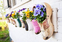 Dutch Traditional National Wooden Shoes Klomp Used Like Flowerpots With Flowers
