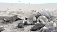 4K HD Video Of Many Elephant Seals Hauled Out On A Beach In Northern California. Piedras Blancas Rookery, Mom And Baby

