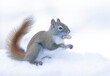 American Red Squirrel with a peanut in the snow