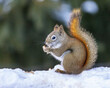 American Red Squirrel eating a peanut in the snow