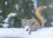 American Red Sqirrel in the snow