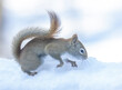 American Red Squirrel in the snow
