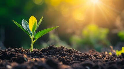 close up small new green sprout grows out of the brown earth in the sunset rays. concept of life in 