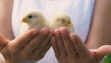 Male Teen Kid In White Shirt Hands Holding Cute Baby Chicken Yellow Chick At Summer Greenery Closeup. Boy Teenager Arms With Funny Poultry Farm Bird Small Fowl With Feather Beak And Wings