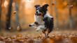 Energetic Border Collie dog leaping to catch a ball amidst falling autumn leaves in a forest setting.
