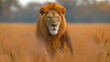 16:9 African lions are typically found in savannas, plains, grasslands, dense bush and open woodlands where prey is abundant.