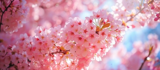  Beauty Blooming through Cherry Blossoms: A Spectacular Display of Beauty, Blooming, and Cherry Blossoms in Full Bloom