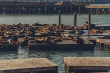 Seals Sun Bathing On Docks