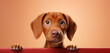 dachshund dog with bone