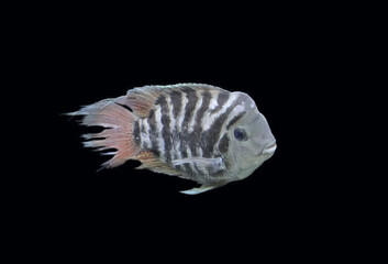 Wall Mural - convict cichlid fish or zebra cichlid (amatitlania)
