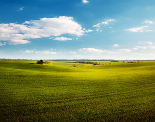 Wall Mural - Fresh green field and perfect blue sky with clouds background.