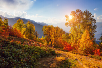 Canvas Print - A gorgeous view of the mountain area with autumn trees. Zemo Svaneti, Georgia, Main Caucasian ridge.