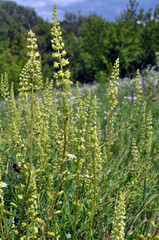 Sticker - Reseda lutea as a weed growing in the field