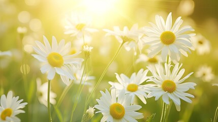 Wall Mural - A field with blooming white daisies in the sunlight. Fresh spring or summer flowers. Nature background. Illustration for banner, postcard, greeting card, postcard, poster, cover or presentation.