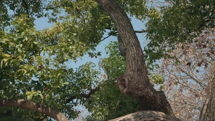 Wall Mural - tree in the woods