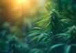 Cannabis, Legalisierung, Gras, Freiheit, grüne Welt, Anbau, Wachstum, Prohibition, Entspannung