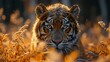 Sumatran tiger lurking. World Wildlife Day