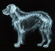 x ray of a dogs body