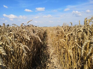 wheat field