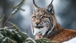 Close-up Head of Eurasian Lynx in forest environment. generative AI image